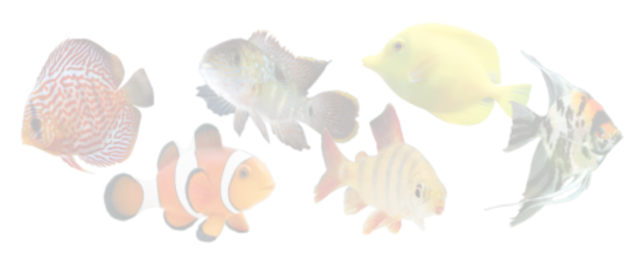 Bob's tropical fish outlet store